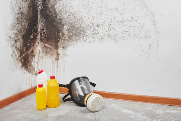 Best Mold Cleaning Services  in Darrington, WA