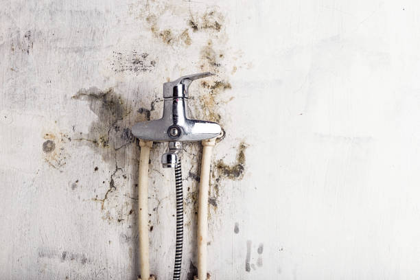 Best Mold Testing  in Darrington, WA