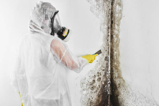 Best Emergency Mold Removal  in Darrington, WA