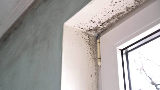 Best Professional Mold Removal  in Darrington, WA