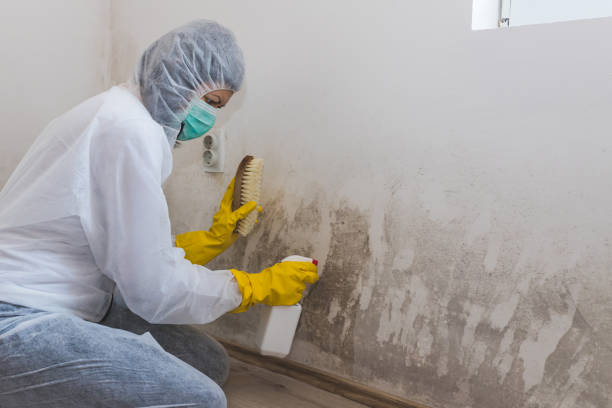Best Mold Testing  in Darrington, WA
