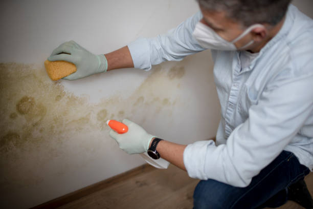 Mold Removal and Inspection in Darrington, WA