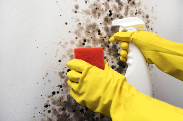 Best Toxic Mold Removal  in Darrington, WA