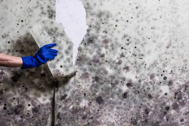 Best Certified Mold Removal  in Darrington, WA